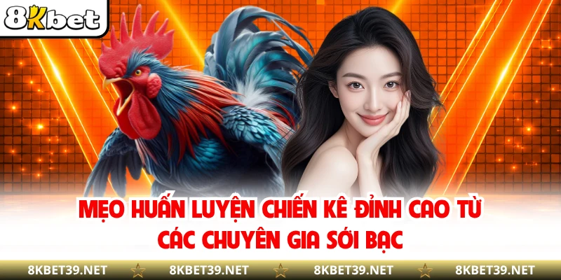 Mẹo huấn luyện chiến kê đỉnh cao từ các chuyên gia sới bạc